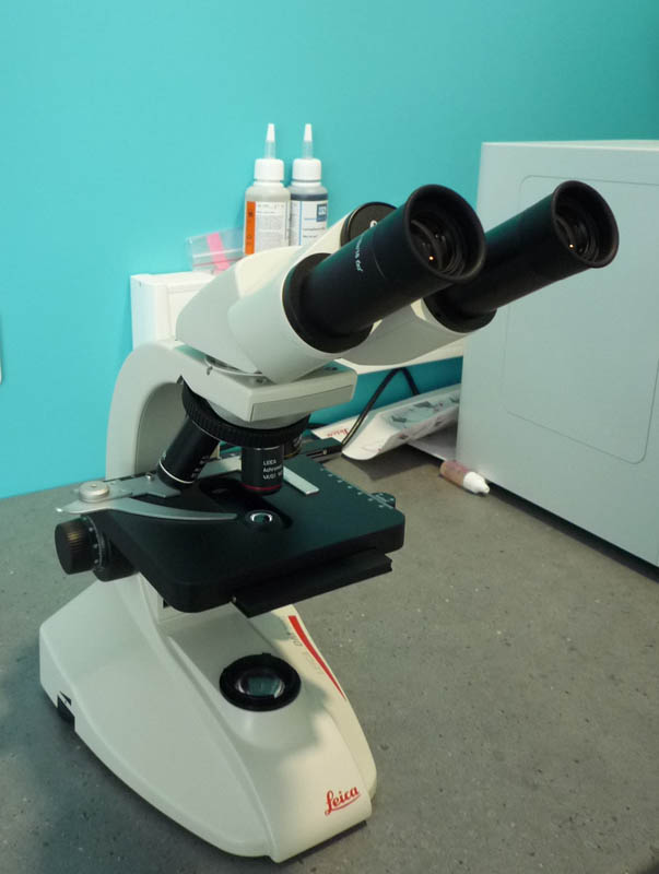 Microscope examen frottis recherche piroplasmose gale bactérie