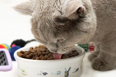 Diversifier les aliments du chaton : Oui ou Non ? - Le blog du Dr Blanchard