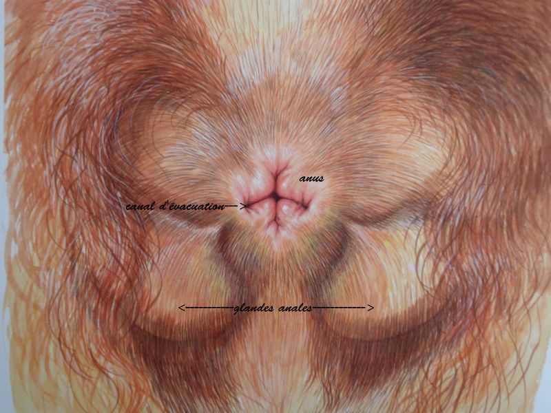Les pathologies des glandes anales | Clinique Chat Hutte