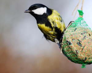 Quelle nourriture pour oiseaux utiliser pour chaque saison?